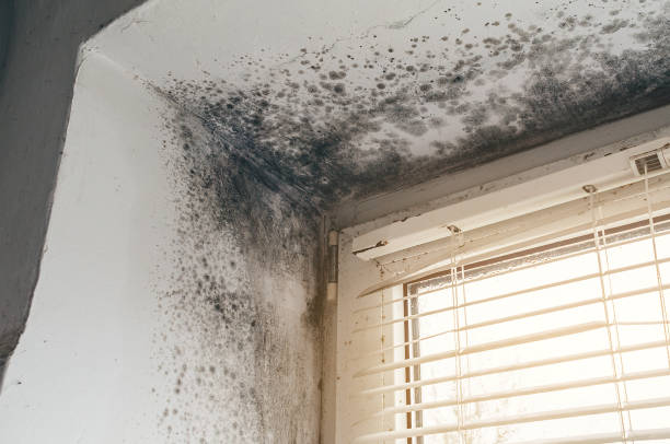Affordable Black Mold Remediation solutions in Silverdale, WA